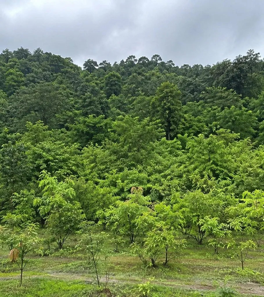 Tree cover around the plant